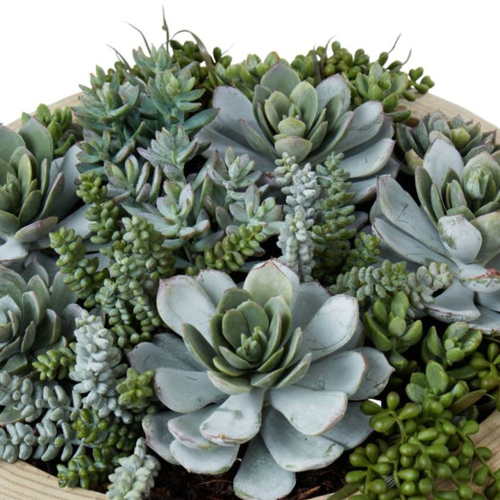 Dansk Succulent Garden