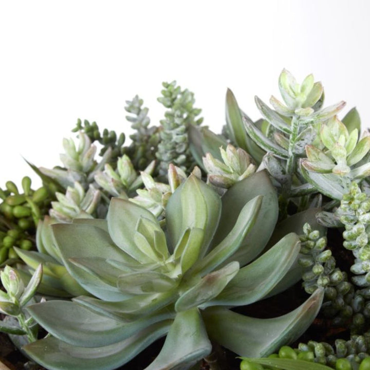 Dansk Succulent Garden