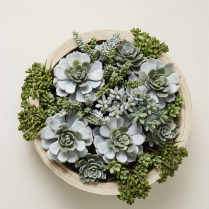 Dansk Succulent Garden