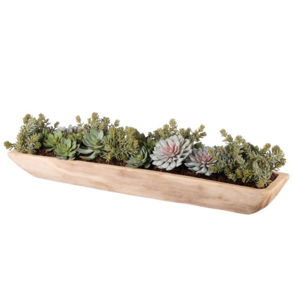 succulent boat Echeveria Succulent Boat – Gainsville