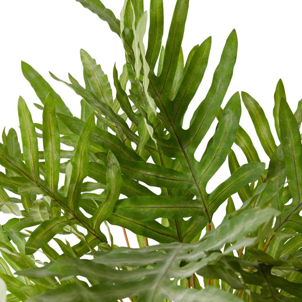 Rabbit Foot Fern (Large)