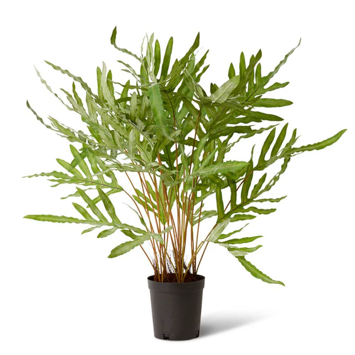 Rabbit Foot Fern (Large)